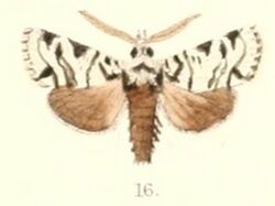 Pl.4-16-Chandata partita Moore, 1882.JPG