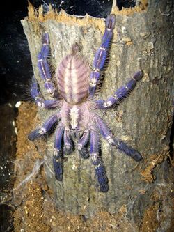 Poecilotheria metallica.JPG