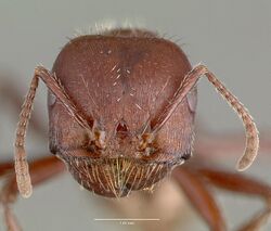 Pogonomyrmex apache casent0006284 head 1.jpg