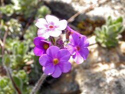 Primulaceae - Androsace sarmentosa.jpg