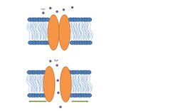 Prokaryotic stretch-activated channel.jpg