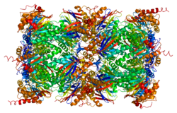 Protein PSMA1 PDB 1iru.png
