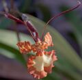 Psychopsis versteegianum orange orchid.jpg