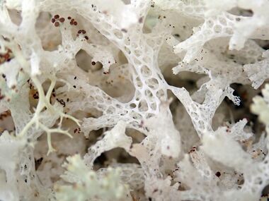 Close-up of a porous, white lichen with intricate patterns and occasional brown spots on a pale background.