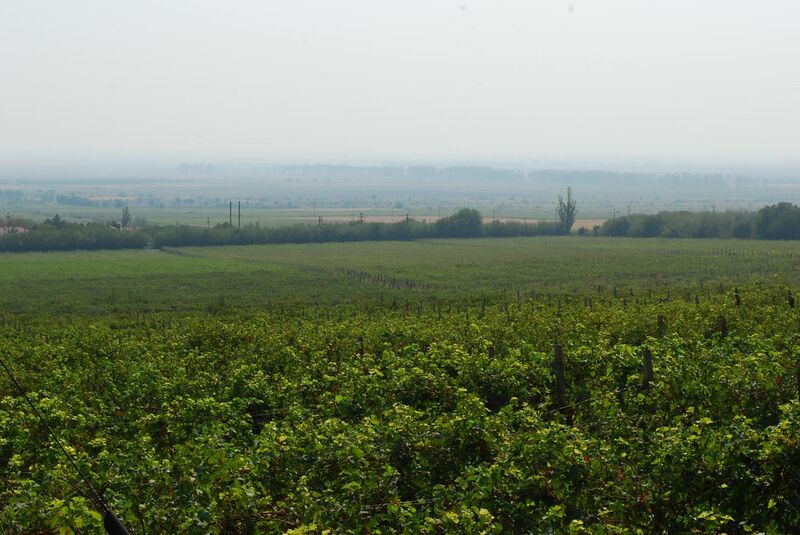 File:RO BZ Pietroasele vineyard.jpg