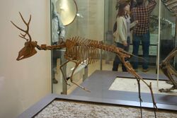 Ramoceros osborni skeleton.jpg