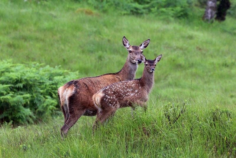 File:Red deer (Cervus elaphus) hind with juvenile.jpg