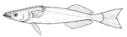 Remora brachyptera (Spearfish remora).gif