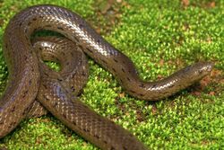 Rhabdops olivaceus(Olive forest Snake).jpg