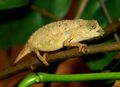 Rieppeleon brevicaudatus M011.jpg