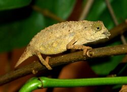 Rieppeleon brevicaudatus M011.jpg