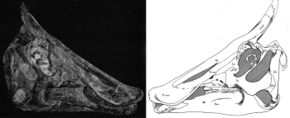 Holotype skull of S. osborni