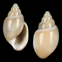 Seashell Acteon isabella.jpg