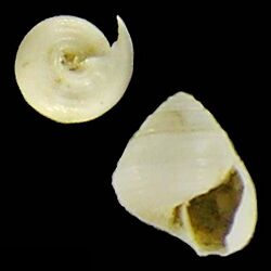 Seashell Halystina globulus.jpg