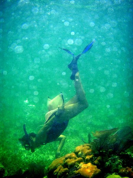 File:Snorkeling, Belize Barrier Reef.jpg
