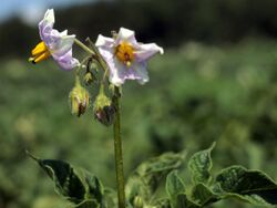 Solanum tuberosum Reichskanzler (05).jpg