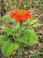 Starr-090803-3643-Tithonia rotundifolia-flower and leaves-Wailuku-Maui (24877745931).jpg