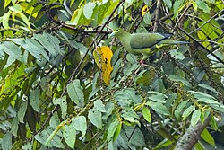 Sumatran Green-Pigeon 0A2A8052.jpg