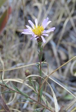 Symphyotrichum moranense 109242779.jpg