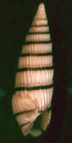 Terenolla pygmaea 001.jpg