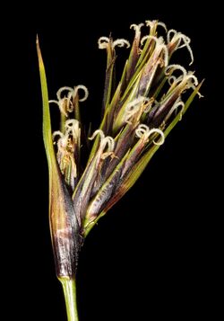Tetraria octandra - Flickr - Kevin Thiele.jpg