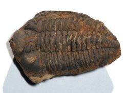 Trilobite Metacryphaeus.jpg