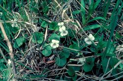 Viola renifolia.jpg