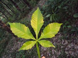 Vitex altissima single leaf.JPG
