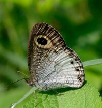 White four ring butterfly Anaikkatti 02.jpg