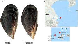 Wild and farmed hard-shelled mussels (Mytilus coruscus) collected in Shengsi, China.jpg
