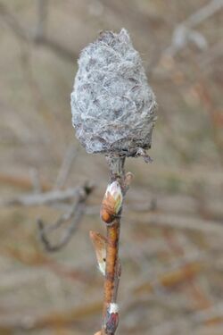 Willow Pinecone Gall Midge (Rabdophaga strobiloides) Gall - Guelph, Ontario 2020-04-11 (02).jpg