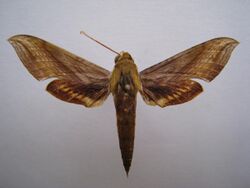 Xylophanes clarki (Venezuela) (ex coll. Cadiou, BMNH) male upperside.jpg