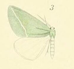 03-Chlorosterrha semialba (Swinhoe, 1906).JPG