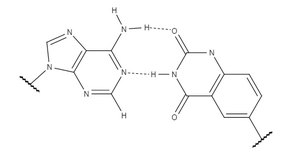 Adenine forms two hydrogen bonds with y-thymine.