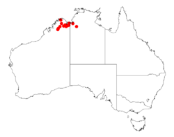 Acacia newmaniiDistMap630.png