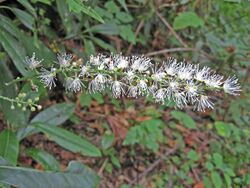 Actaea podocarpa.jpg