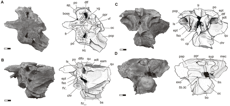 File:Aegisuchus witmeri skull.png