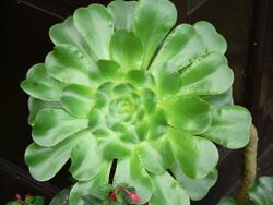 Aeonium undulatum 092.JPG