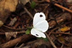 African Wood White flip flop (Leptosia alcesta inalcesta).jpg