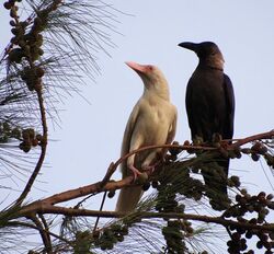 Albino crow and its mother.JPG