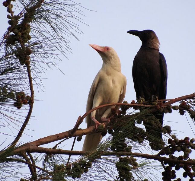 File:Albino crow and its mother.JPG
