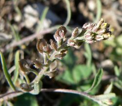 Alyssum desertorum var desertorum 3.jpg