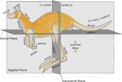 Anatomical-directions-kangaroo.svg