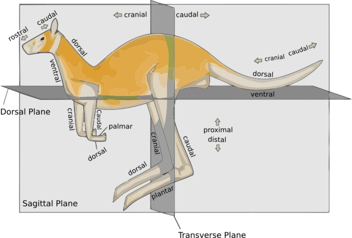 File:Anatomical-directions-kangaroo.svg