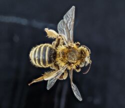 Andrena accepta.jpg