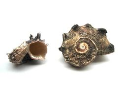 Angaria Delphinus Shells Macro.JPG