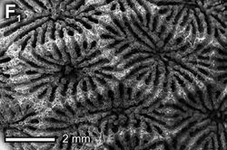 Anomastrea irregularis corallite.jpg