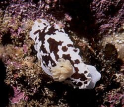 Aphelodoris brunnea may09 pyramid.jpg