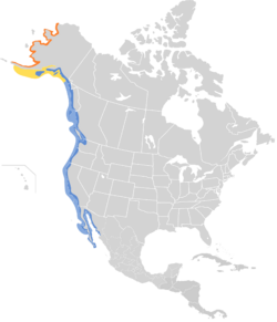 Arenaria melanocephala map.svg