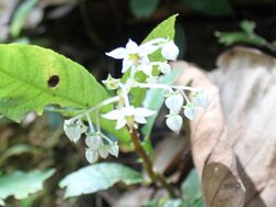 Argostemma ophirense from Thailand.jpg